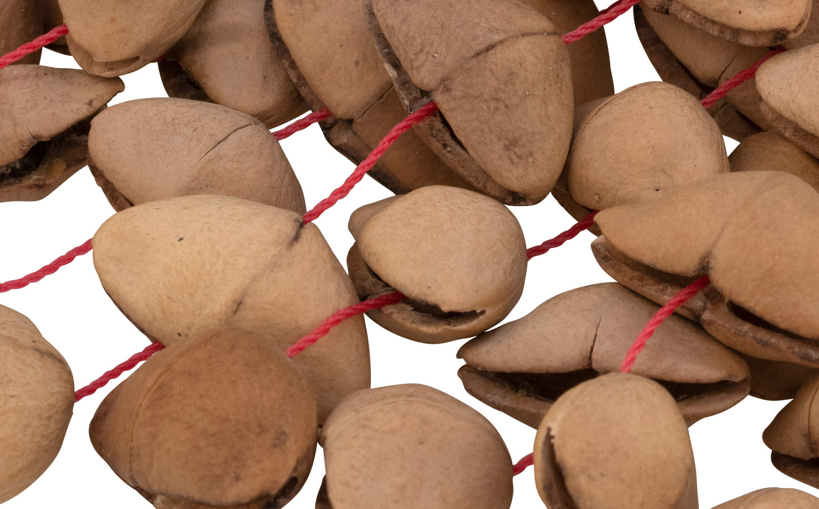 Pearl PBSHKENL - Kenari Nut Shaker